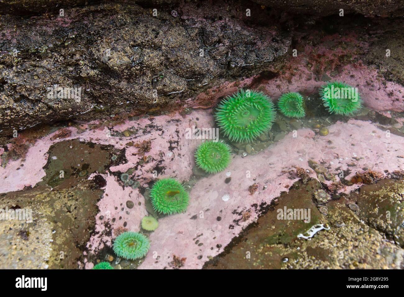 Anemoni in piscina marea Pacific Ocean, Washington, Stati Uniti Foto Stock