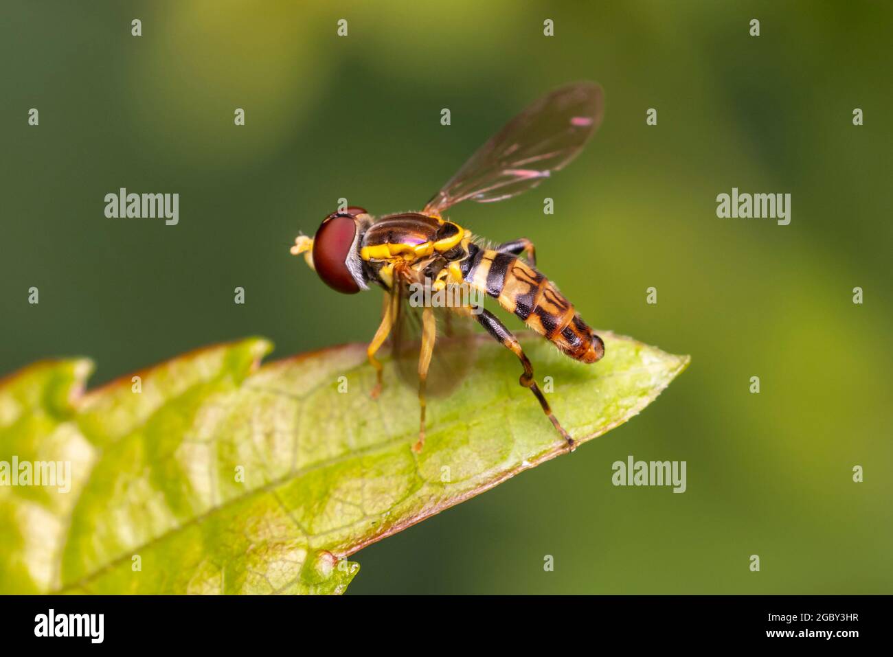 Un calligrafo orientale maschile (Toxomerus geminatus) si trova su una foglia. Foto Stock