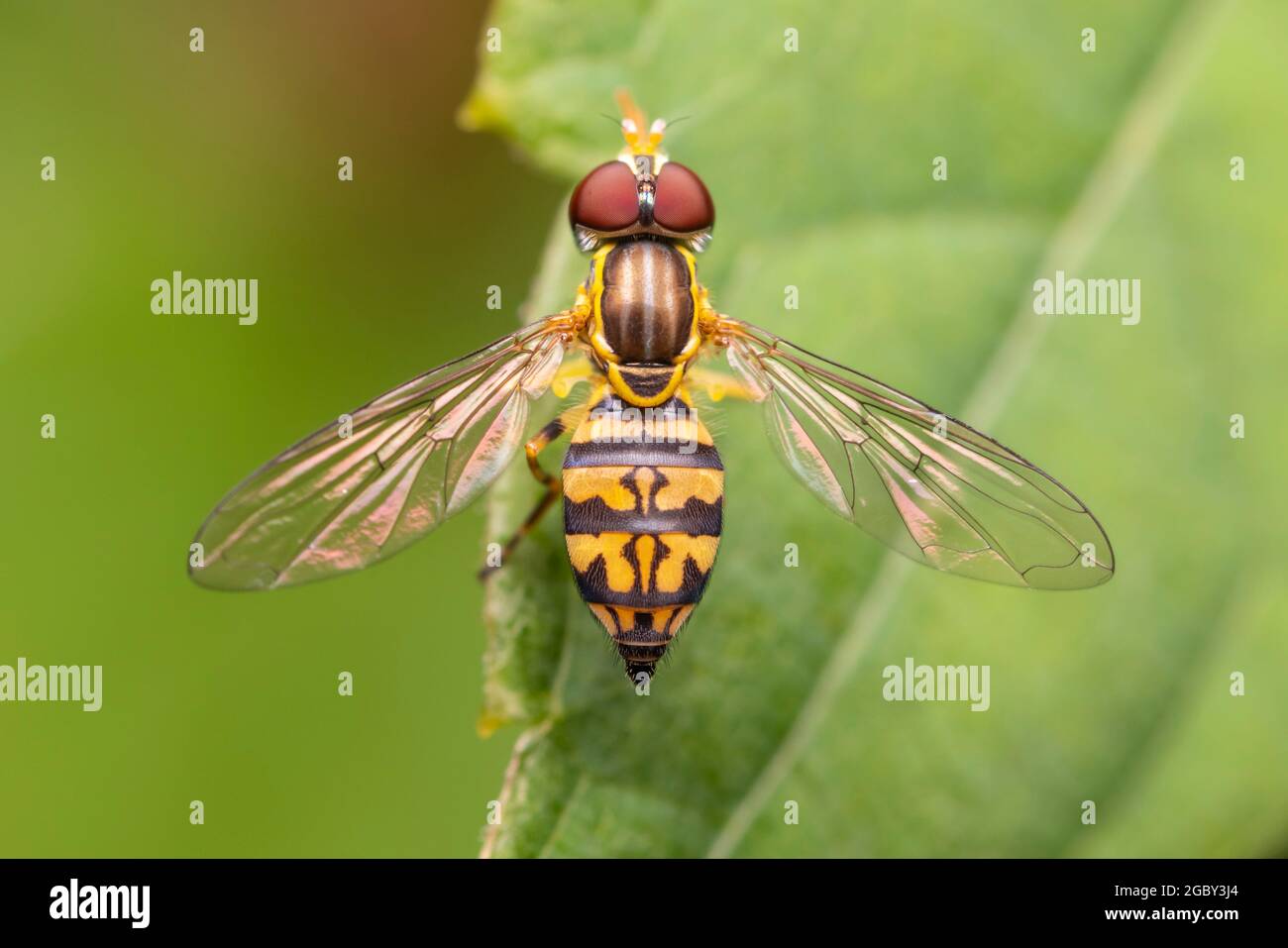 Una calligrafia orientale femminile (Toxomerus geminatus) si trova su una foglia. Foto Stock