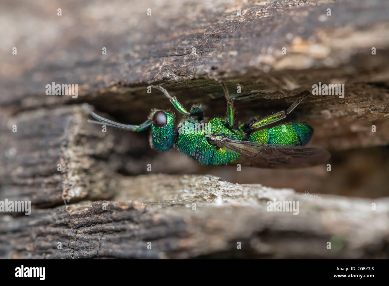 Ciucu Wasp (Hedychrum sp.) Foto Stock