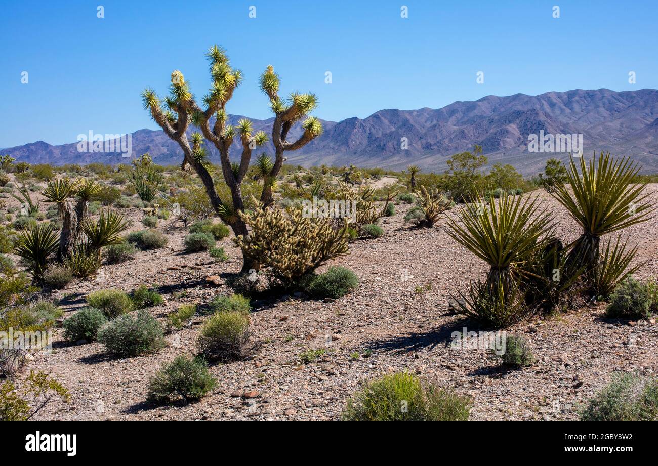Joshua Tree e altre piante nel deserto paesaggio vicino a Las Vegas, Nevada, Stati Uniti Foto Stock