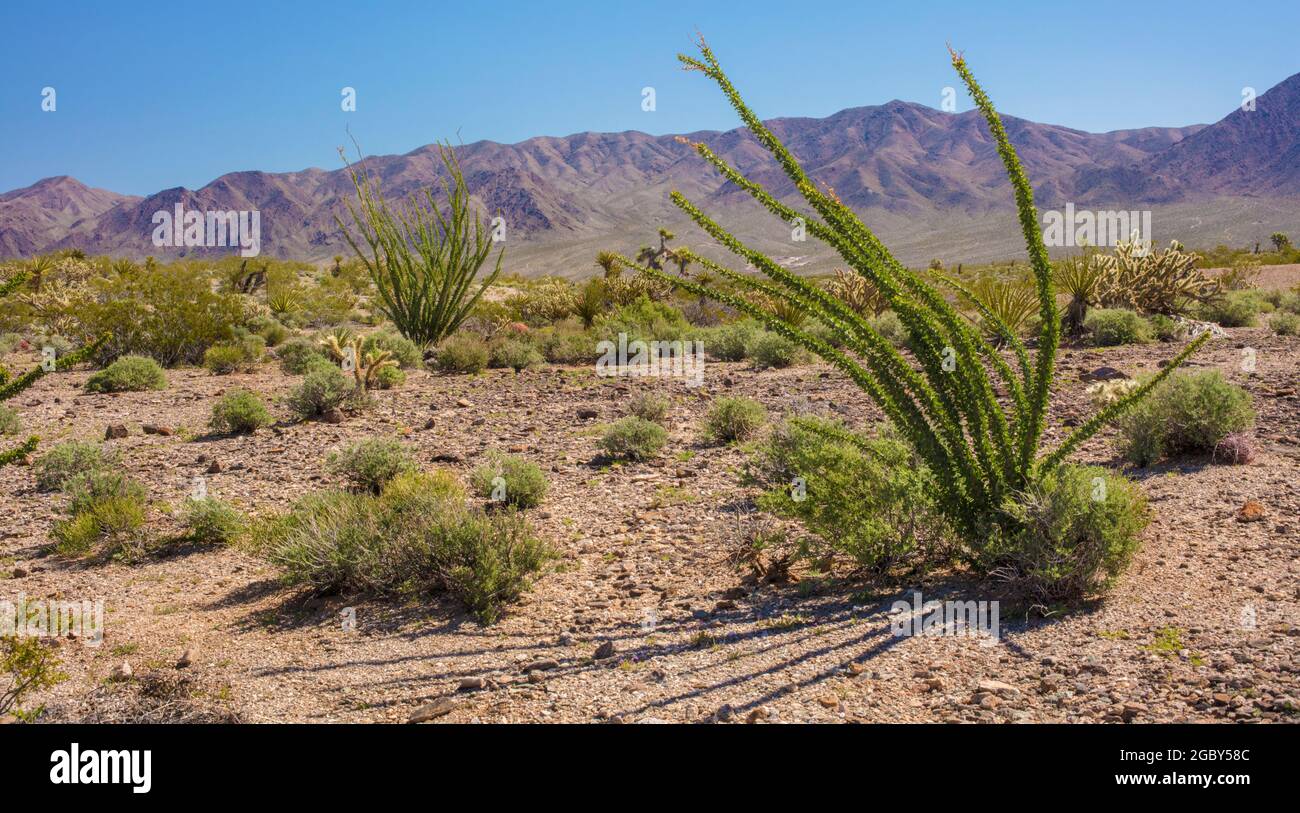 Paesaggio desertico vicino a Las Vegas, Nevada, Stati Uniti Foto Stock