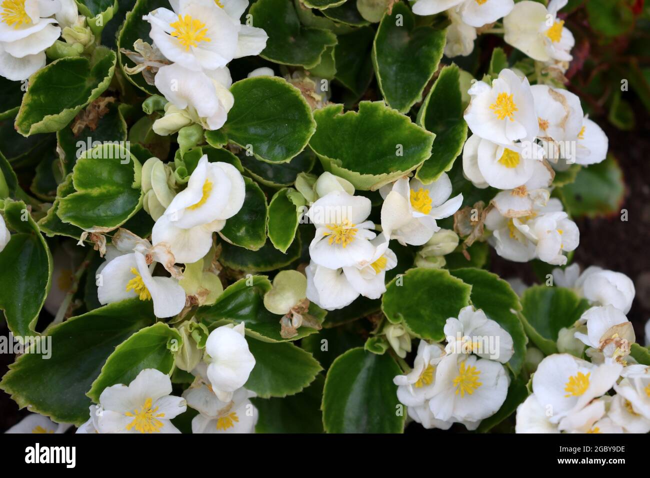 foto di fiori bianchi utili per sfondi , poster, carte. Foto Stock