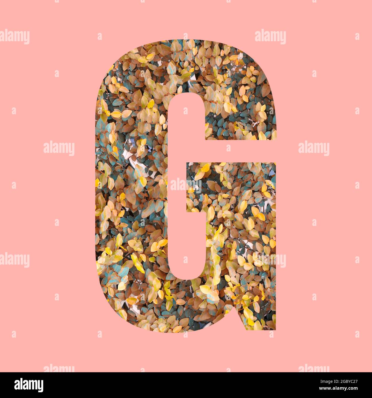 Lettere alfabetiche di forma G in stile autunnale su sfondo rosa pastello per il design nel tuo lavoro. Foto Stock