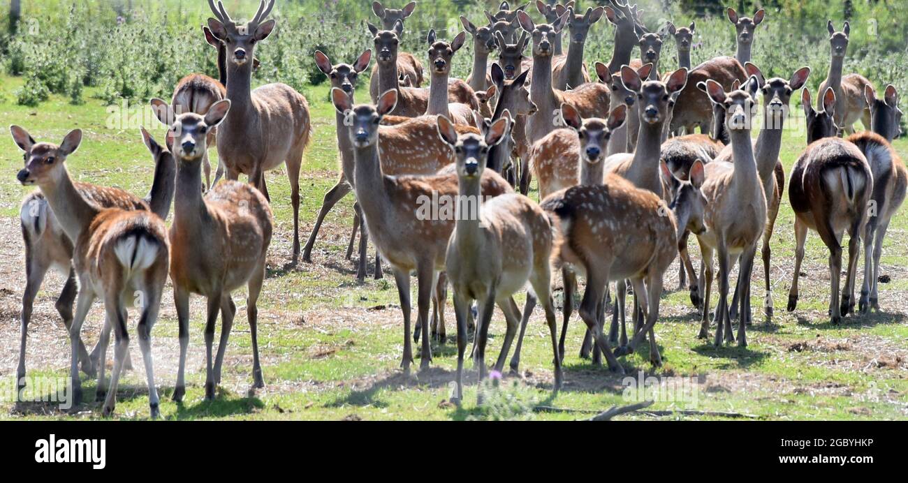 31 luglio 2021, Sassonia, Mockrehna/OT Audenhain: Nel recinto di caccia all'aperto dell'agricoltore Kuno Pötzsch ci sono caprioli e caprioli. L'amante della fauna selvatica ha corso la sua fattoria biologica su circa 110 ettari di terreno aperto per 30 anni. Più di 1000 animali, dal cinghiale al daino, al cervo rosso, al mouflon e al cinghiale allo stambecco e alle renne, vivono nella grande area recintata. Oltre a commercializzare la selvaggina fresca, la salsiccia di selvaggina e il prosciutto ai clienti di tutta la Germania, Kuno Pötzsch offre anche viaggi safari in un vecchio motore antincendio per gli animali nelle recinzioni. Foto: Waltraud Grubitzsch/dpa-Zentralbild Foto Stock