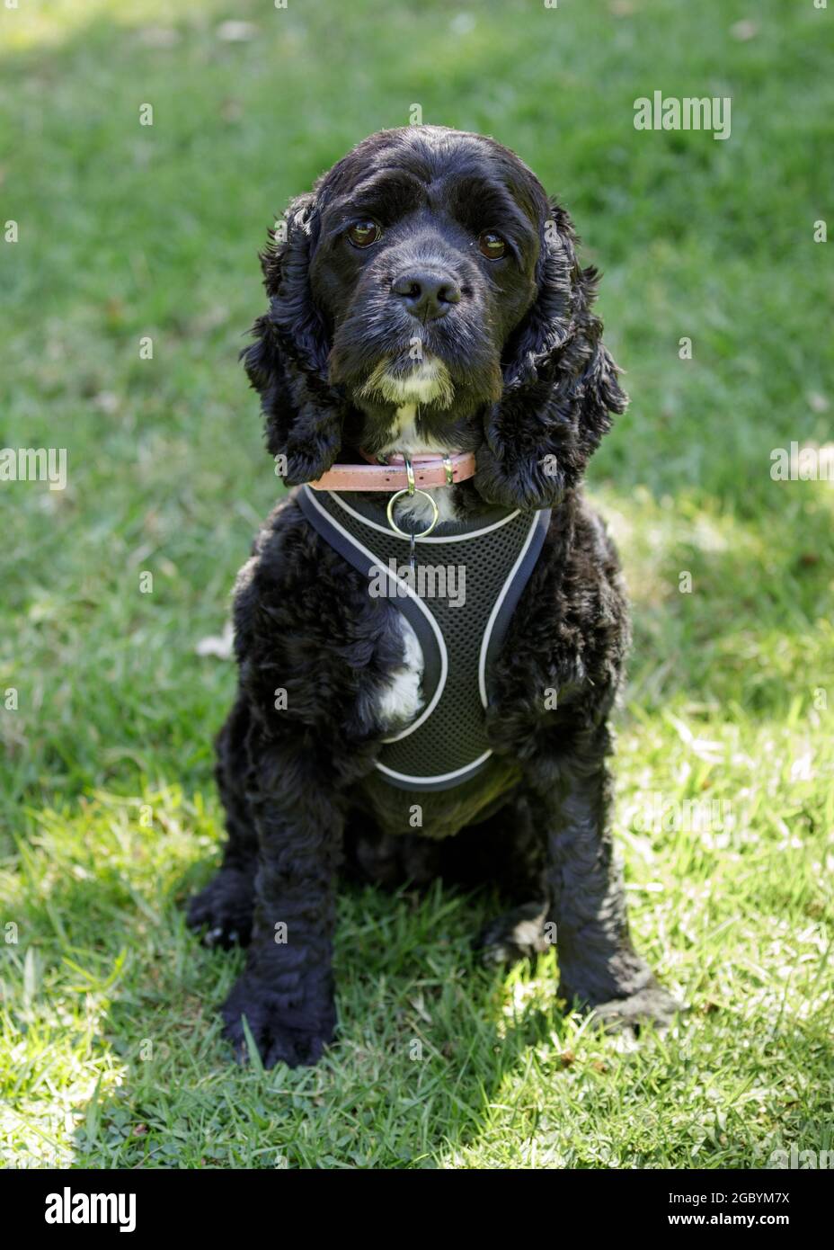 Male Cocker Spaniel e Poodle mix di 3 anni, AKA Cockapoo. Parco per cani nel nord della California. Foto Stock