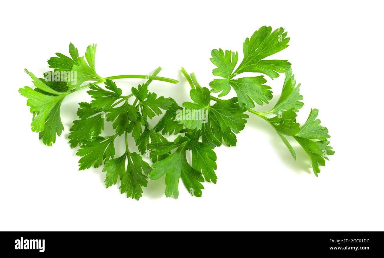 Le foglie di prezzemolo si trovano isolate su sfondo bianco. Verdi condimento per la cottura. Foto Stock