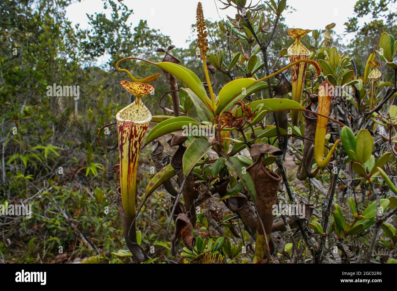 Pianta di fioritura con carnivori della pianta di carnivore nepenthes stenophylla, Sarawak, Borneo, Malesia Foto Stock