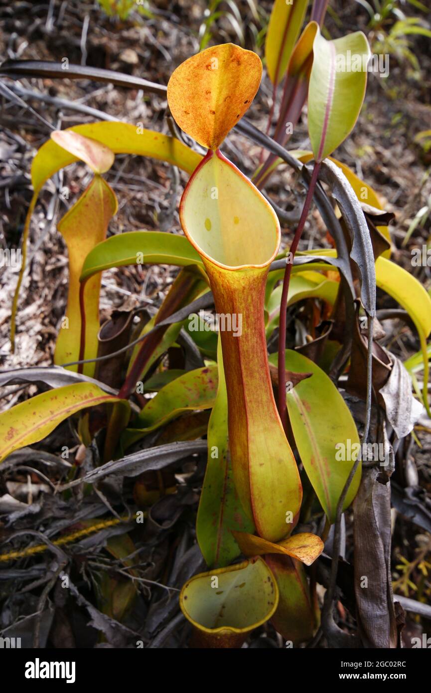 Monocolore della pianta carnivora nepenthes reinwardtiana, Sarawak, Borneo, Malesia Foto Stock