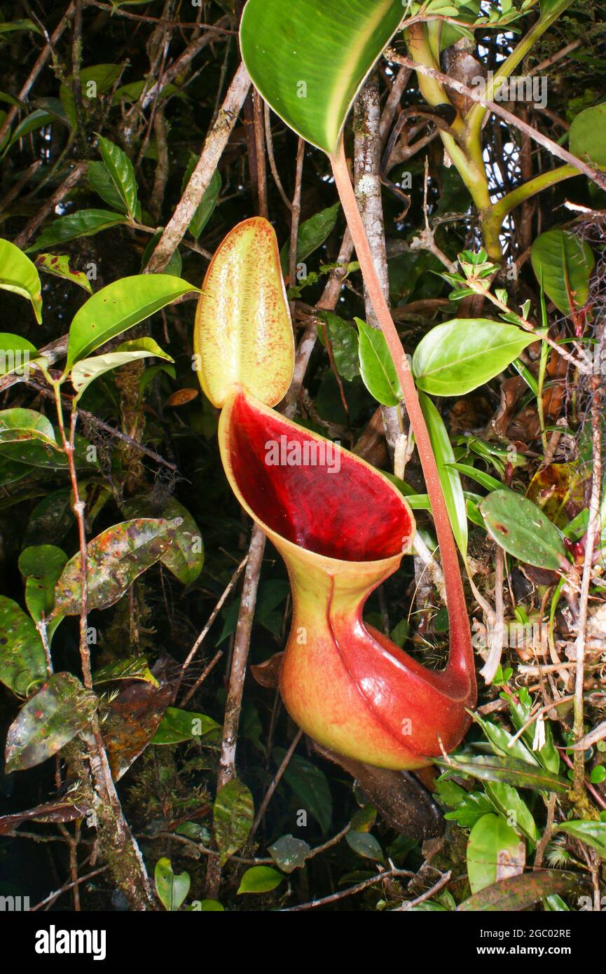 Carnitore rosso della pianta carnivora nepenthes lowii, Borneo, Malesia Foto Stock