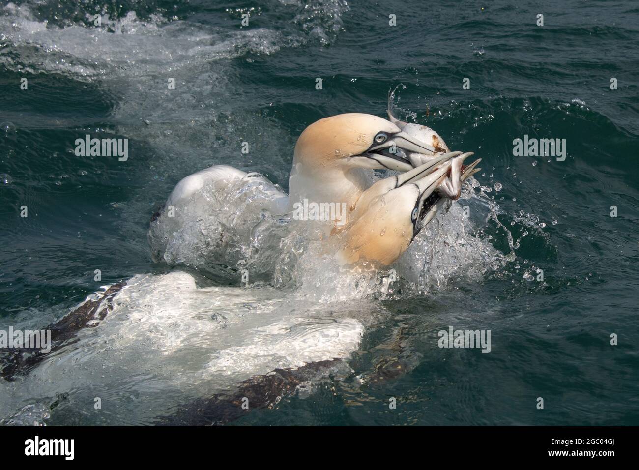 primo piano azione fotografia di tre diving gannets tutti dopo lo stesso pesce. Tutti hanno i loro becchi sul pesce mentre escono dall'acqua Foto Stock