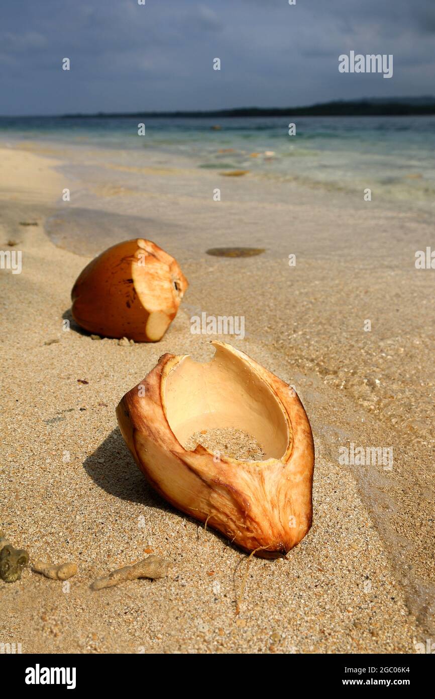 spaccare il cocco sulla sabbia accanto all'acqua sulla spiaggia di vanuatu Foto Stock