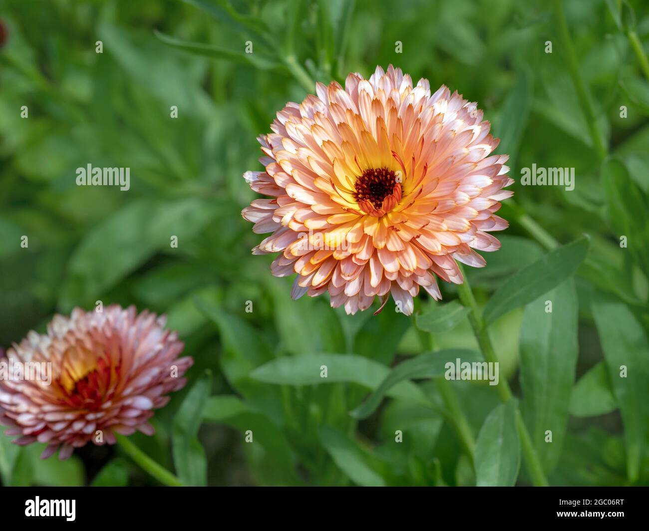 Bella Calendula fiori marigold, varietà Orange Flash Foto Stock