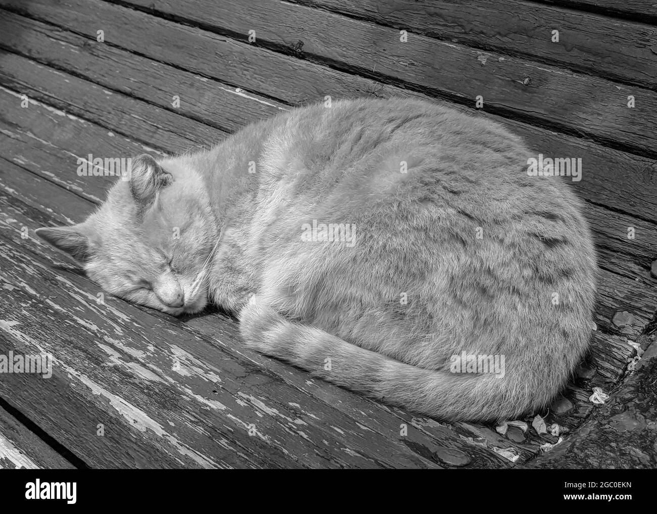 Foto in bianco e nero di un simpatico gatto che dormiva su una vecchia panchina di legno nel parco. Foto Stock