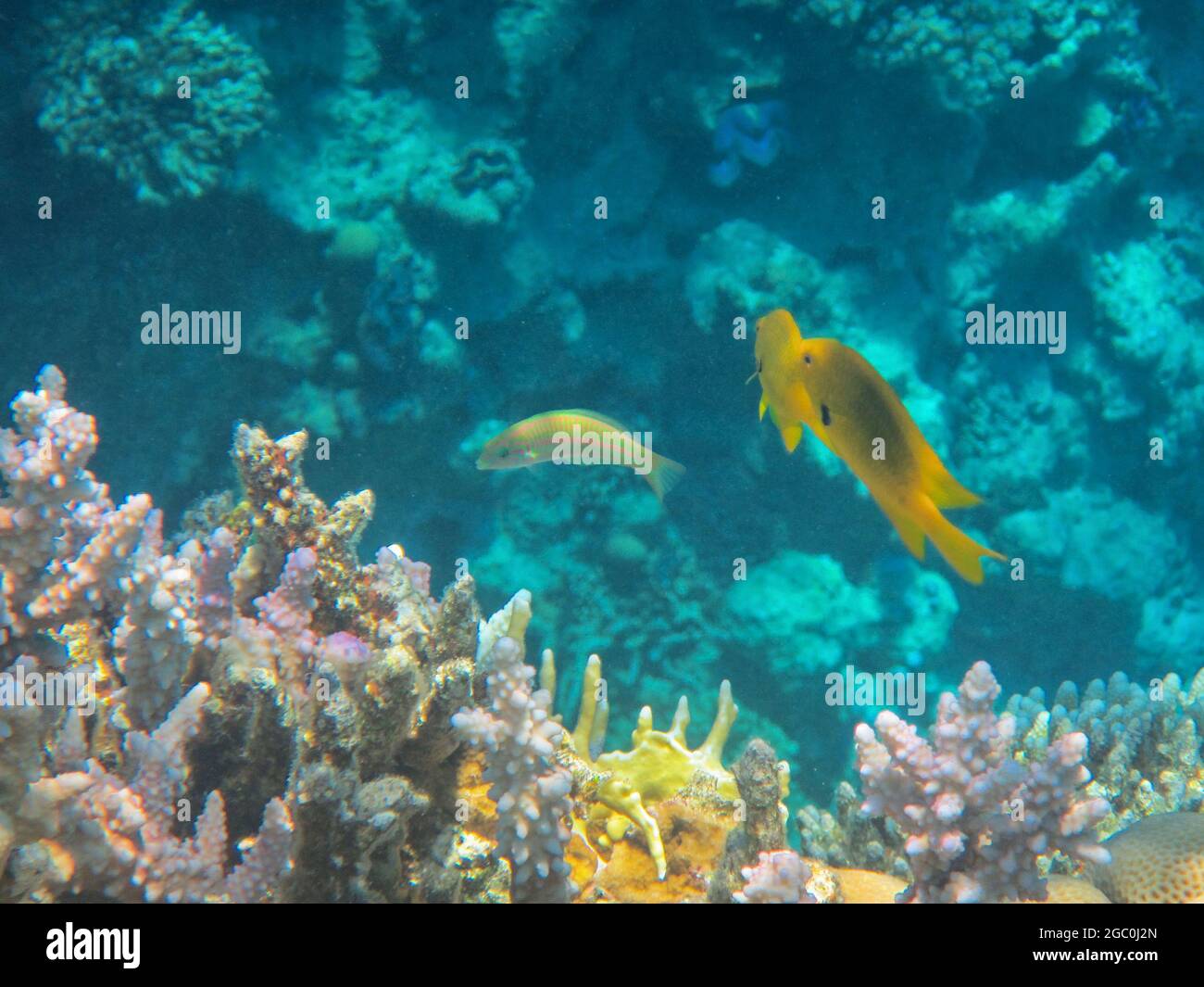 Fotografia subacquea delle barriere coralline del Mar Rosso nel Sinai del Sud Foto Stock