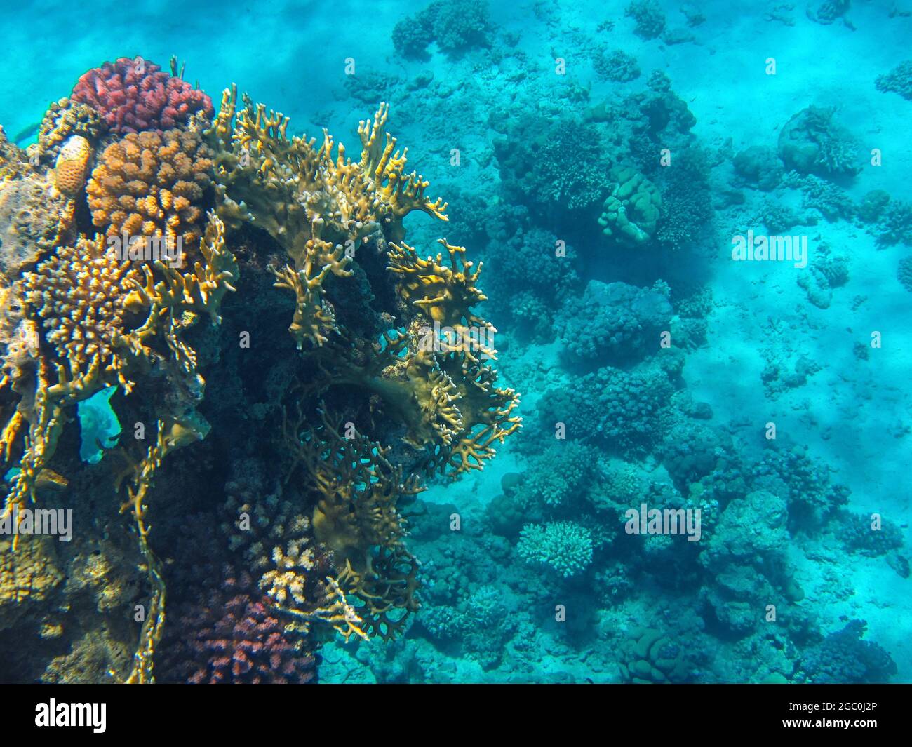 Fotografia subacquea delle barriere coralline del Mar Rosso nel Sinai del Sud Foto Stock