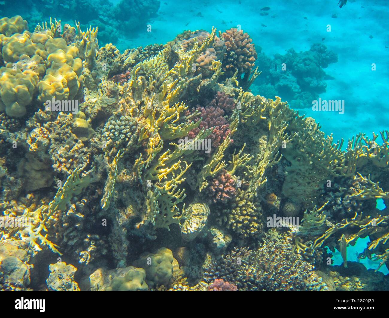 Fotografia subacquea delle barriere coralline del Mar Rosso nel Sinai del Sud Foto Stock