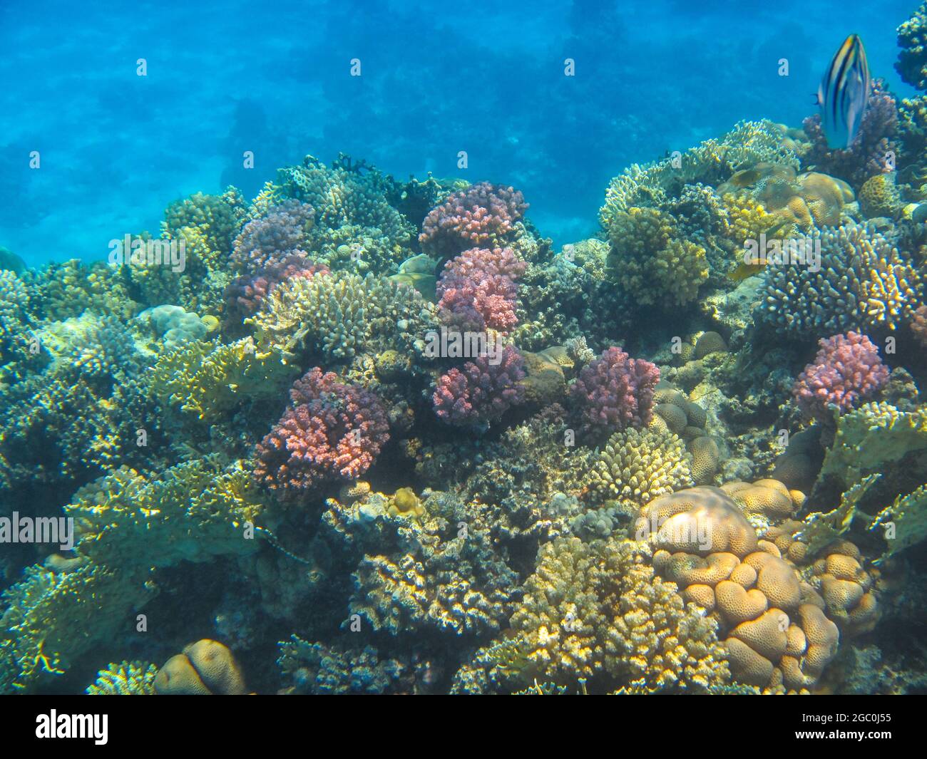 Fotografia subacquea delle barriere coralline del Mar Rosso nel Sinai del Sud Foto Stock