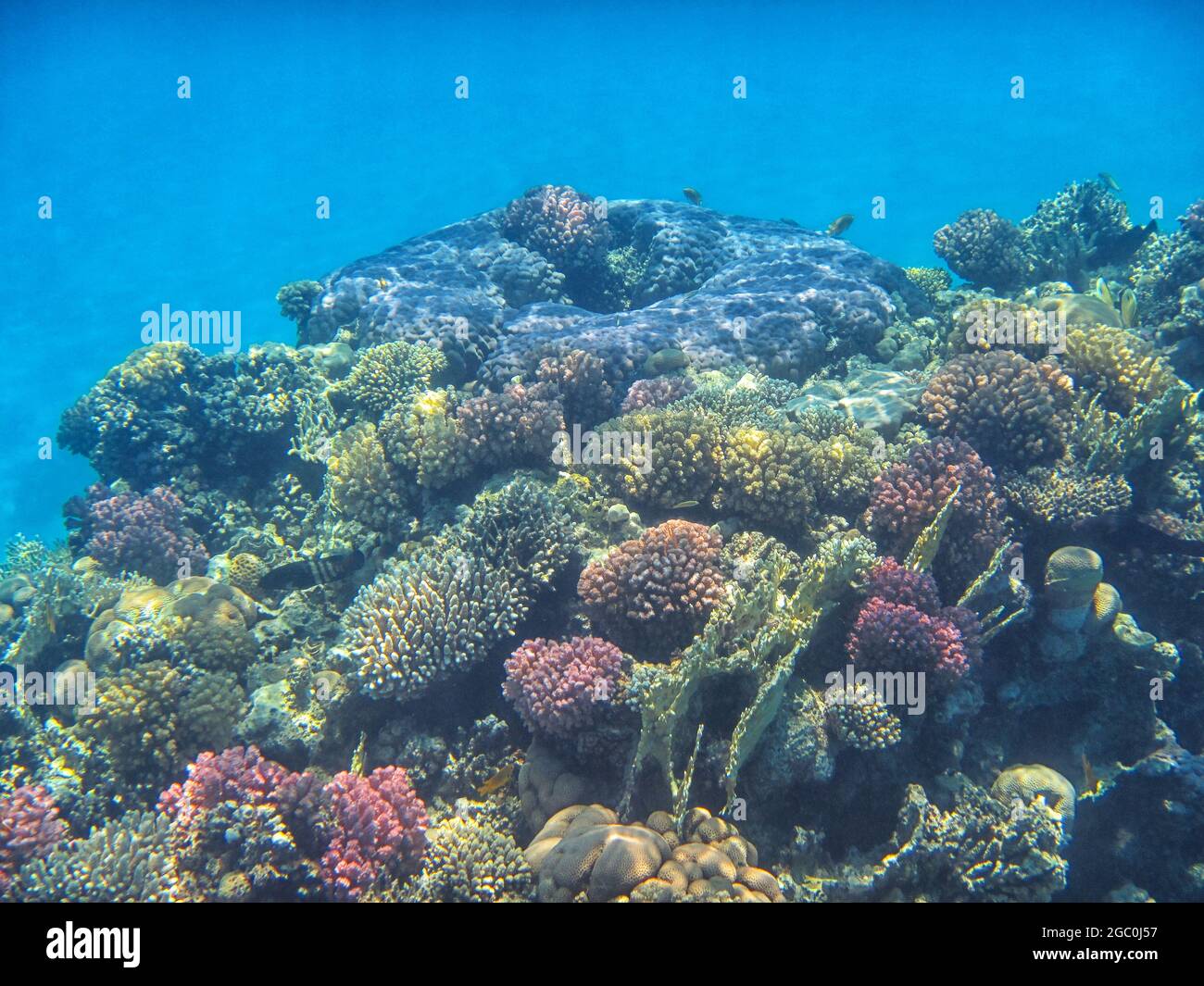 Fotografia subacquea delle barriere coralline del Mar Rosso nel Sinai del Sud Foto Stock