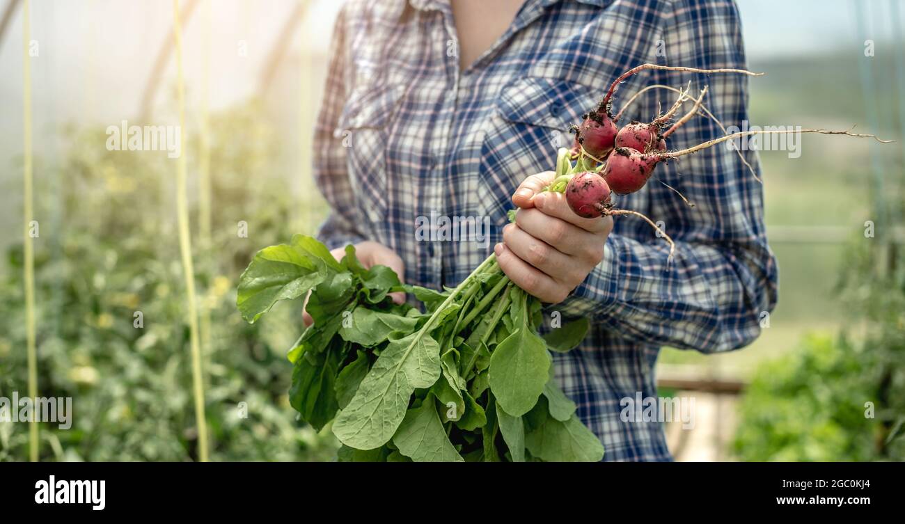 La donna sta tenendo in mano il primo raccolto di ravanelli appena raccolto dalla sua serra. Concetto di coltivazione di verdure biologiche sane, hobby. Foto Stock