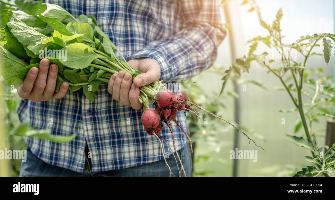 La donna sta tenendo in mano il primo raccolto di ravanelli appena raccolto dalla sua serra. Concetto di coltivazione di verdure biologiche sane, hobby. Foto Stock