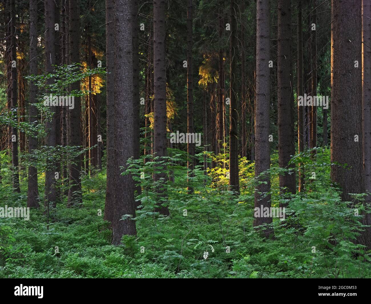La foresta di abete Dence nella regione di Vysocina nella Repubblica Ceca Foto Stock
