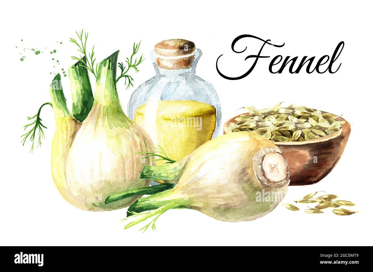 Bottiglia con olio di finocchio, bulbo e semi nel piatto del recipiente. Immagine disegnata a mano con acquerello isolata su sfondo bianco Foto Stock