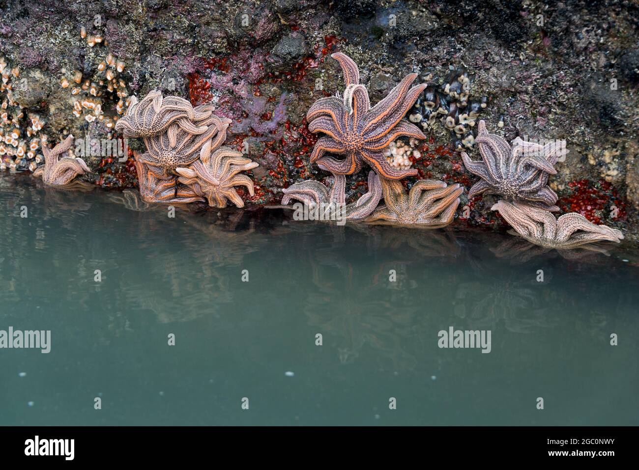 Starfish su rocce con riflessi in acqua alla spiaggia di Muriwai, Auckland Foto Stock