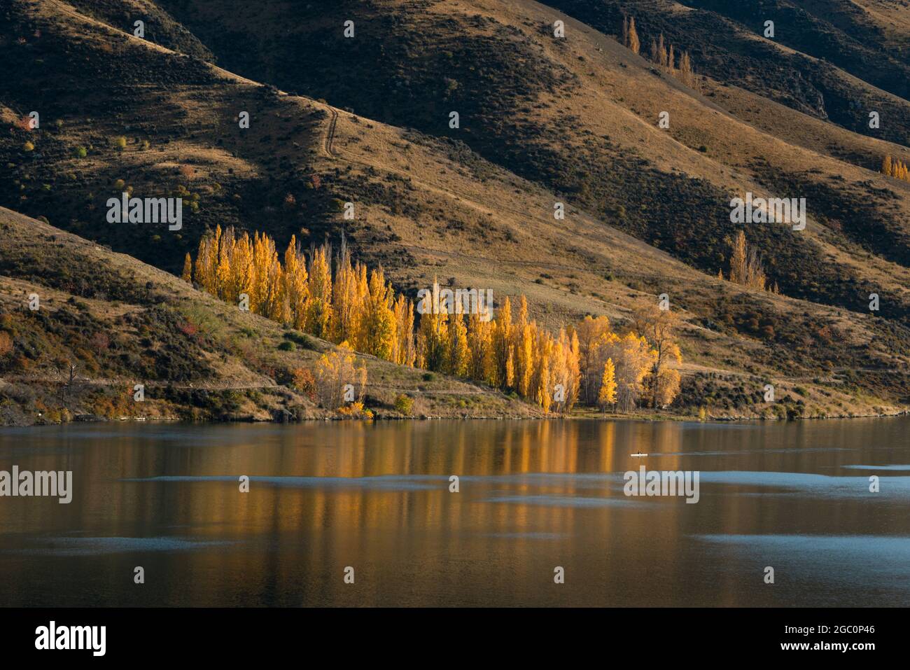 Alberi d'autunno dorati sulle colline ondulate lungo il fiume Clutha nel centro di Otago, Isola del Sud Foto Stock