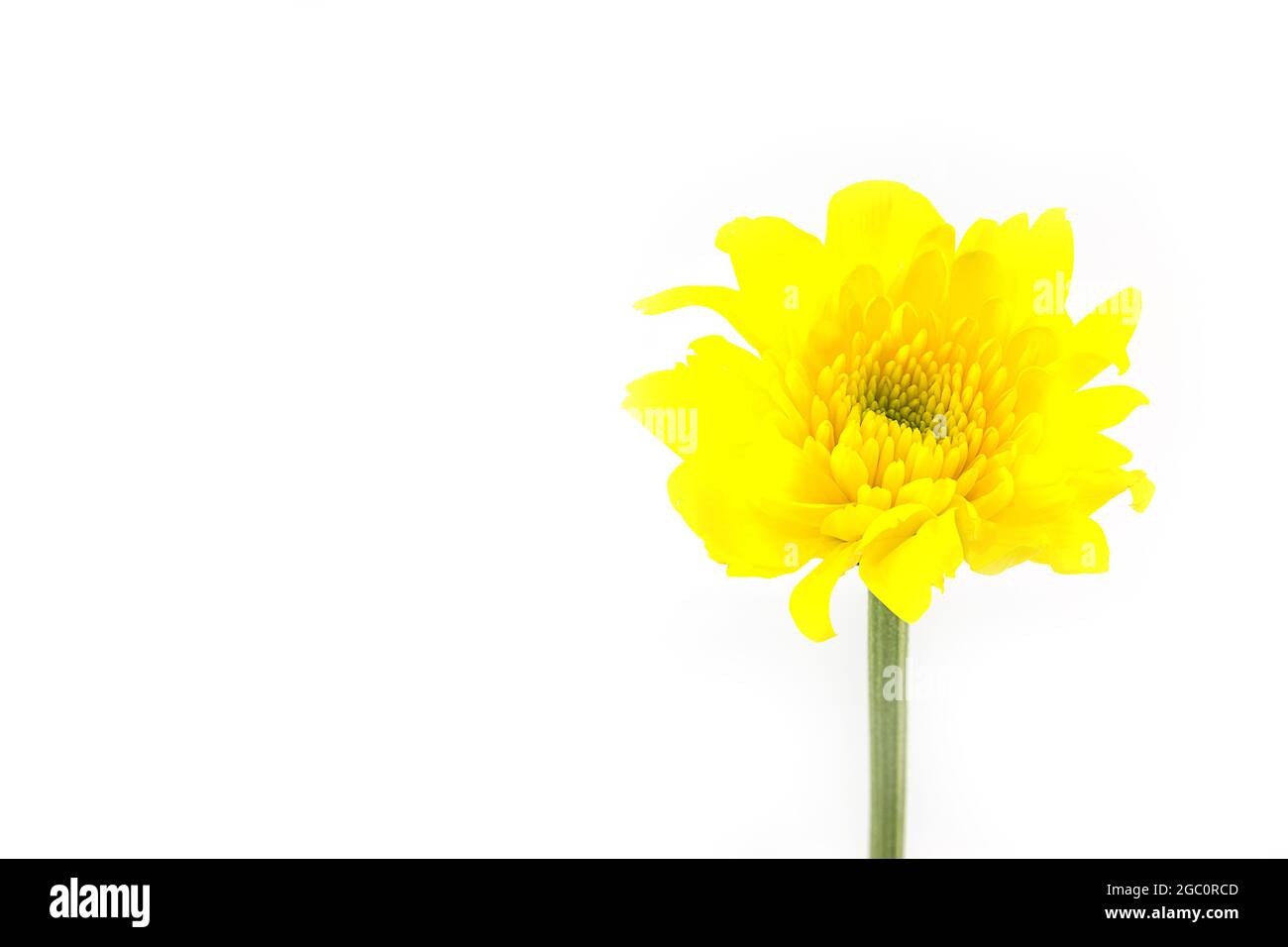 fiore giallo crisantemo isolato su sfondo bianco Foto Stock