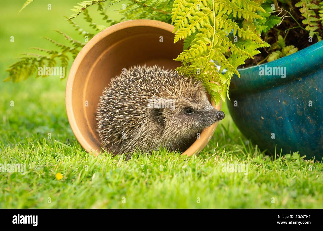 Hedgehog, nome scientifico: Erinaceus Europaeus. Riccio selvatico, nativo, europeo nell'abitudine naturale del giardino che emerge da una pentola della pianta. Primo piano. Horizo Foto Stock