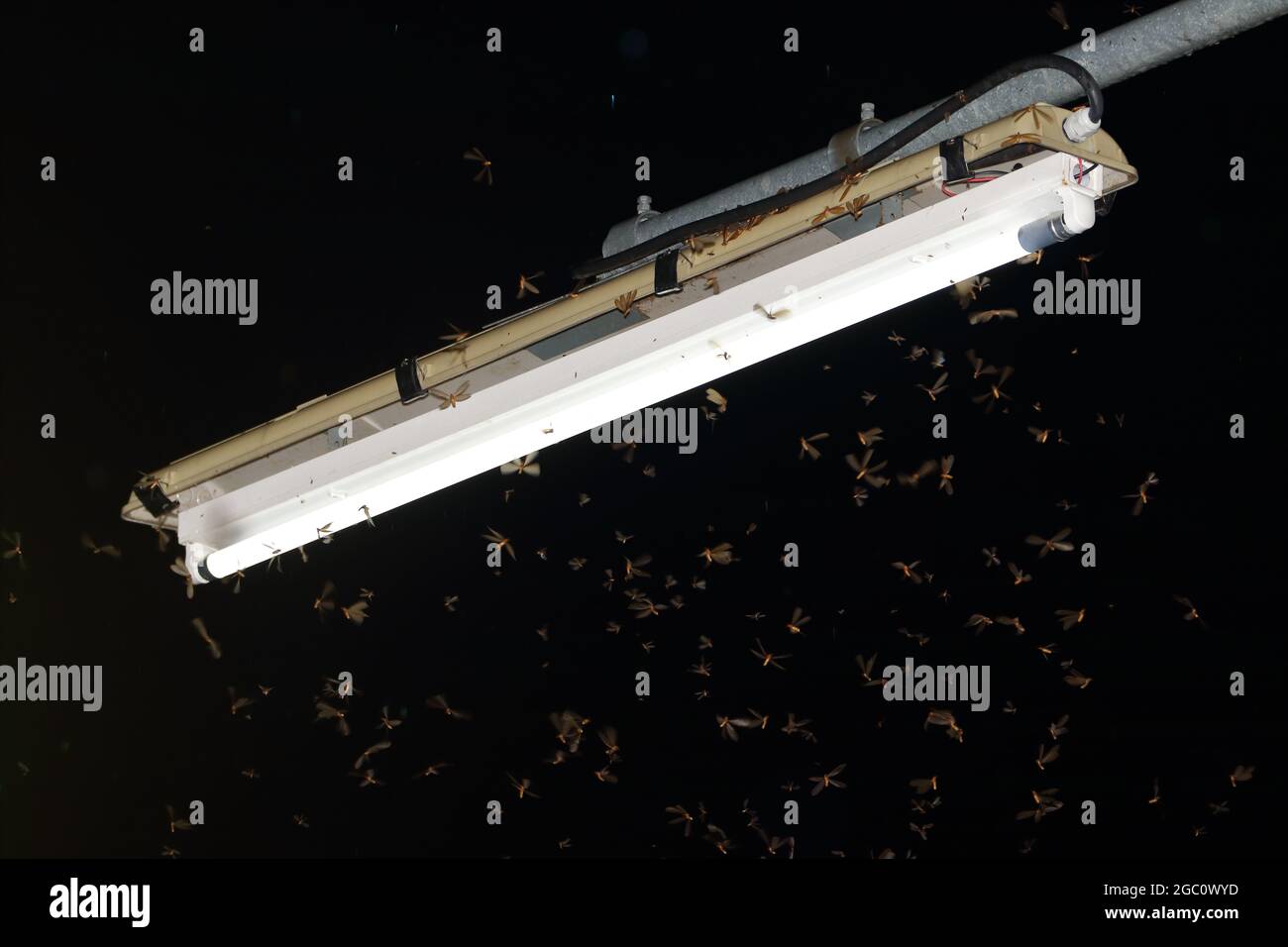 Alates/termiti volanti (termiti di stadio riproduttivo) che volano intorno alla luce di strada dopo la pioggia cade Foto Stock