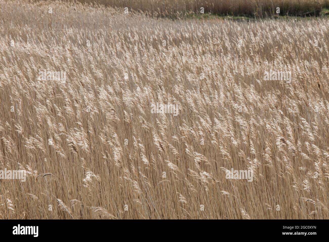 Campo di erba secca che soffia nel vento sulla costa di Norfolk Foto Stock