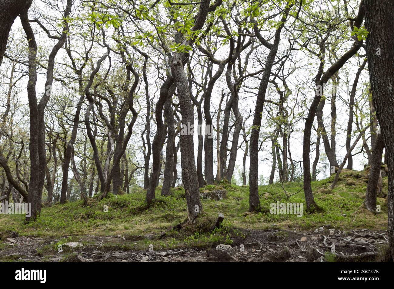 Interessanti alberi con sottili tronchi curvilinei nello Yorkshire Dales Inghilterra Foto Stock