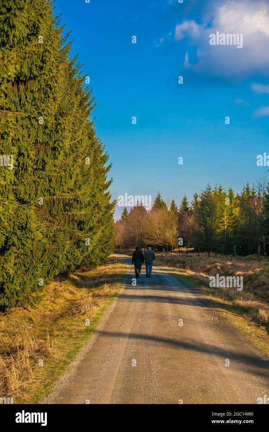 Vista pittoresca di due persone che camminano su un sentiero nel parco forestale di Reinhardswald in una soleggiata giornata invernale con un cielo blu. Questa zona boschiva si trova... Foto Stock
