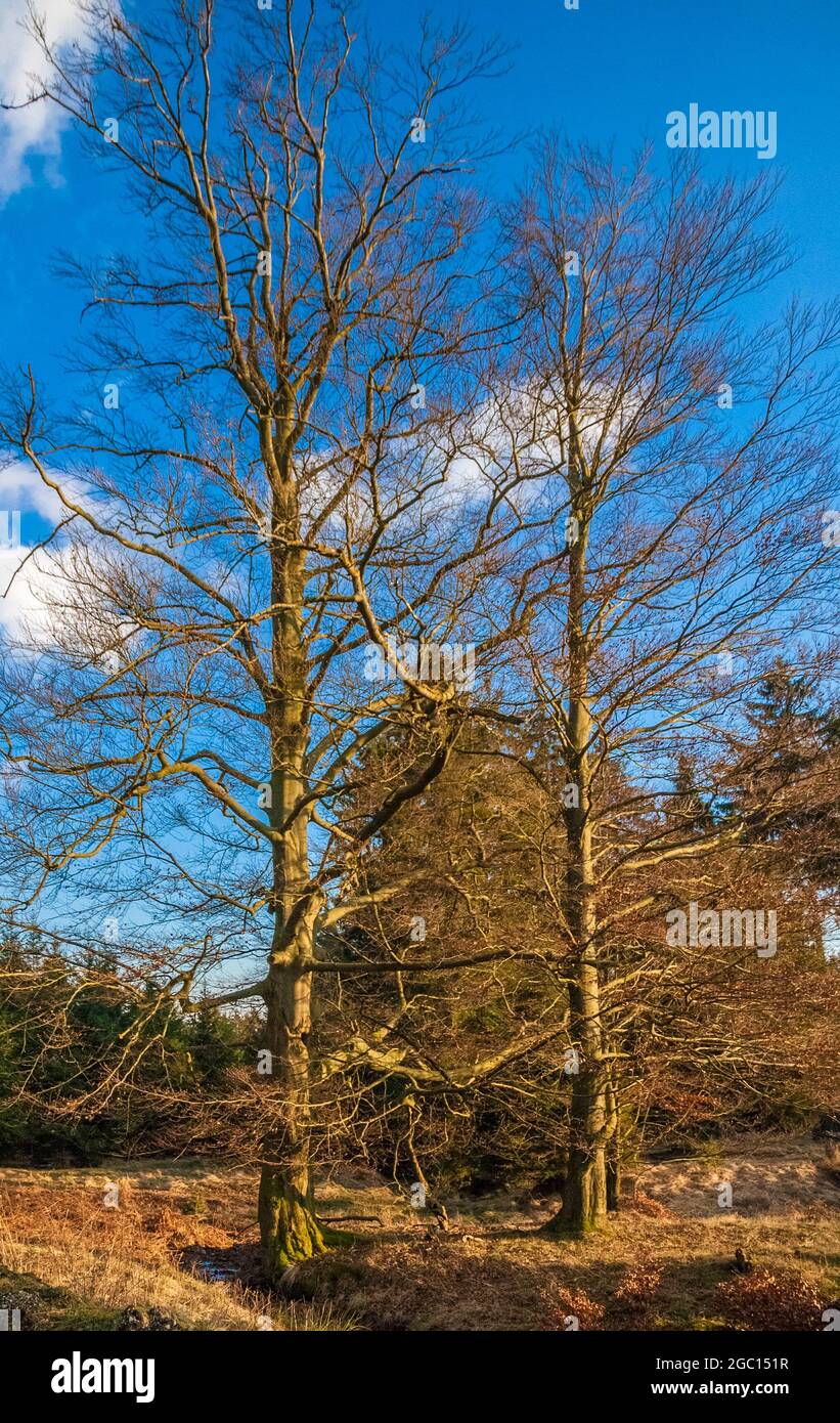 Due bellissimi alberi alti senza foglie a un ruscello nella foresta Reinhardswald in una giornata soleggiata d'inverno con un cielo blu. Questa zona boschiva si trova... Foto Stock