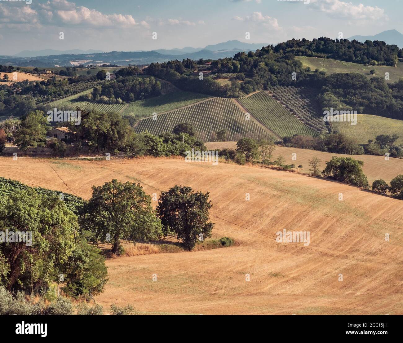 Campi di grano raccolto, oliveti, vigneti e boschi sulle colline della provincia di Pesaro e Urbino, Marche, Italia. Foto Stock