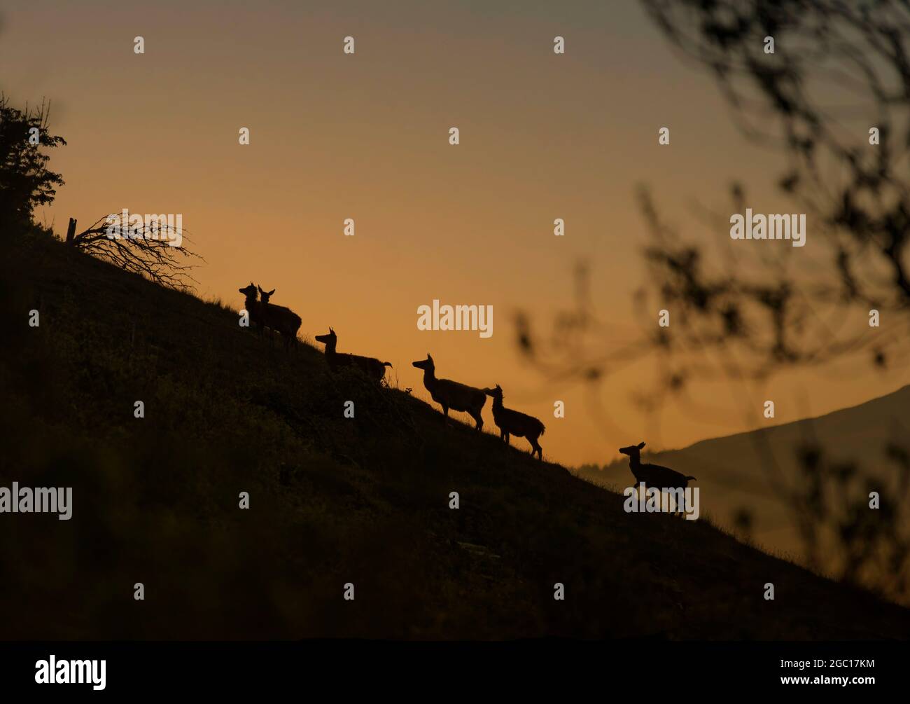 Gruppo di cervi rossi, Cervus elaphus, silhouette sulla collina all'alba, Mull, Scozia Foto Stock