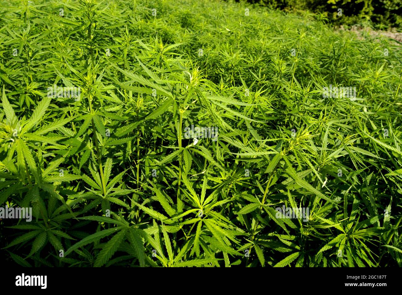Canapa indiana, marijuana, mary jane (Cannabis sativa), campo di canapa indiana, Germania Foto Stock