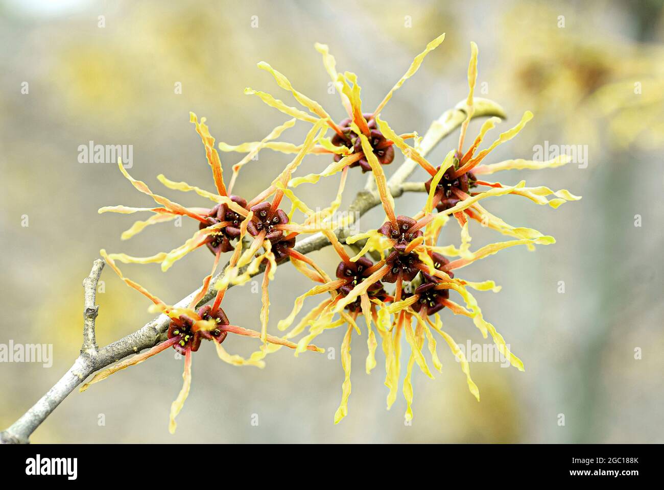 Hammelis intermedia Feuerzauber, Hamamelis intermedia Feuerzauber, Hamamelis x intermedia), ramo fiorito, cultivar Sunburst Foto Stock