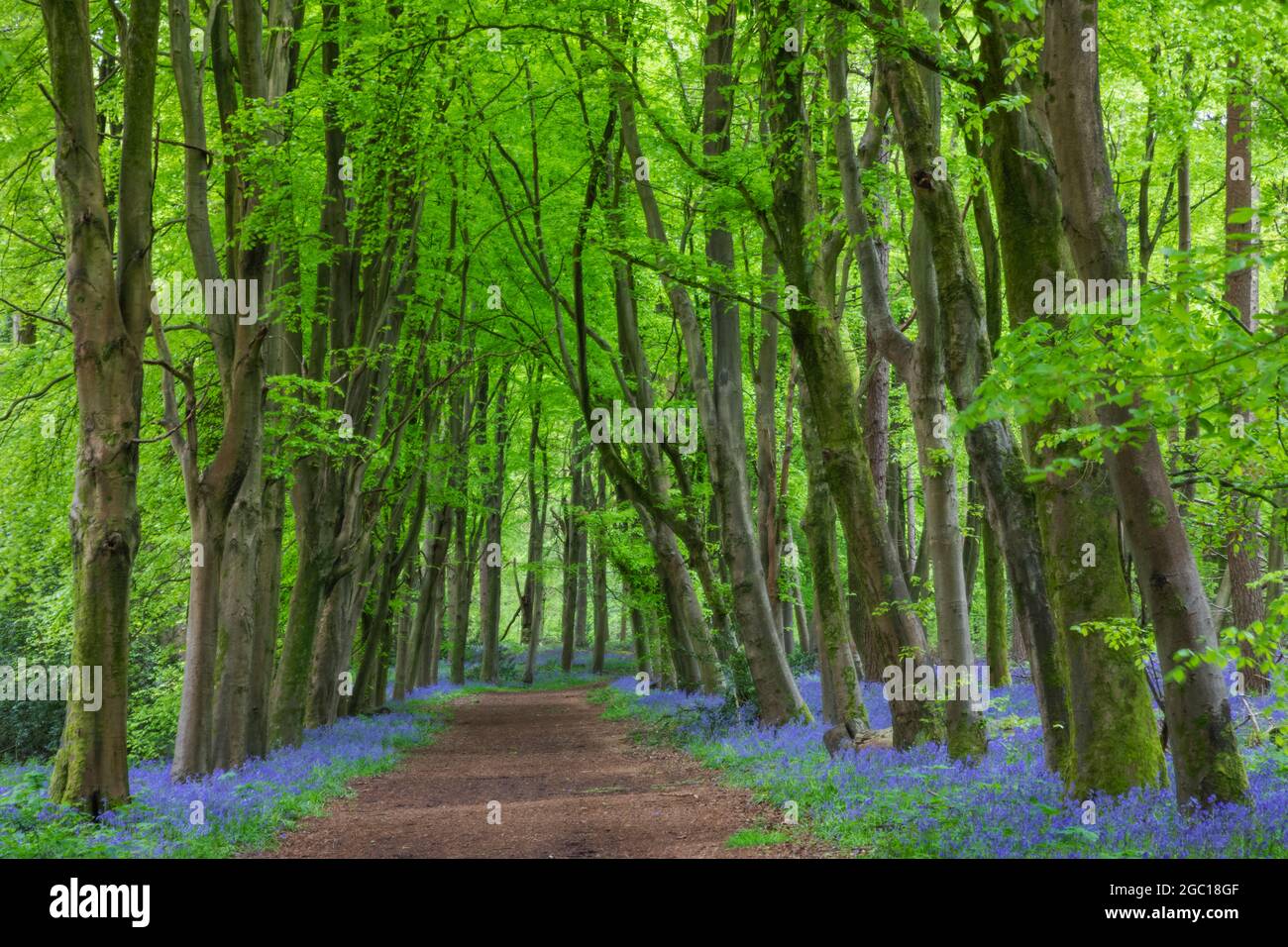 Inghilterra, Hampshire, Hinton Ampner, sentiero vuoto in Bluebell Woods Foto Stock