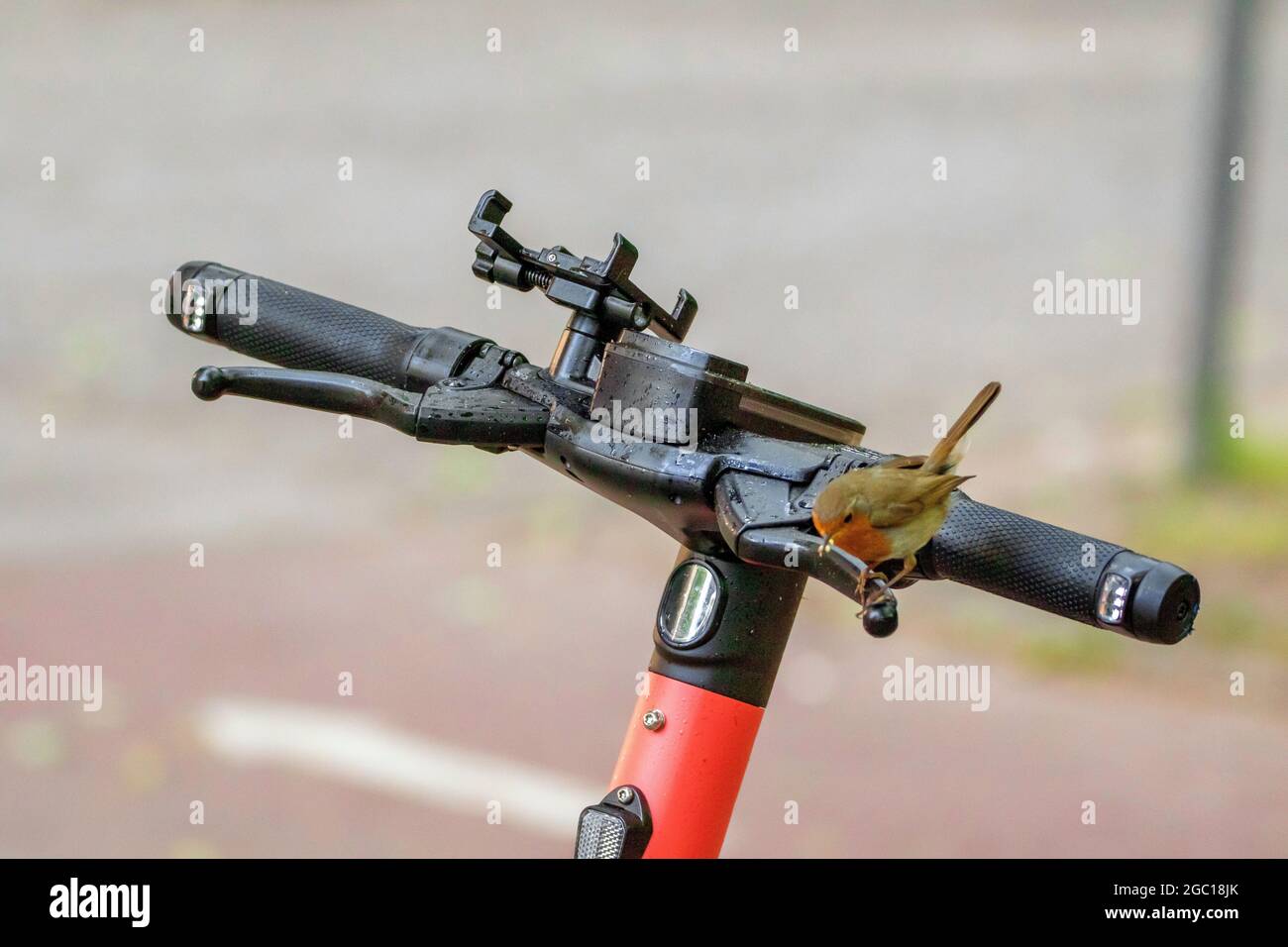 Rapina europea (Erithacus rubecula), con foraggio nel disegno di legge su un e-Scooter, Germania Foto Stock