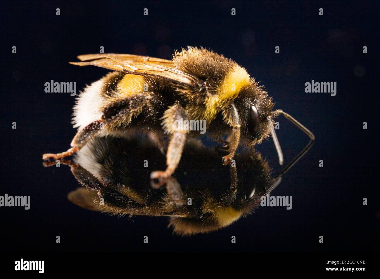 Ape bumble (Bombus terrestris) con coda di baffi, con immagine speculare, sfondo nero Foto Stock