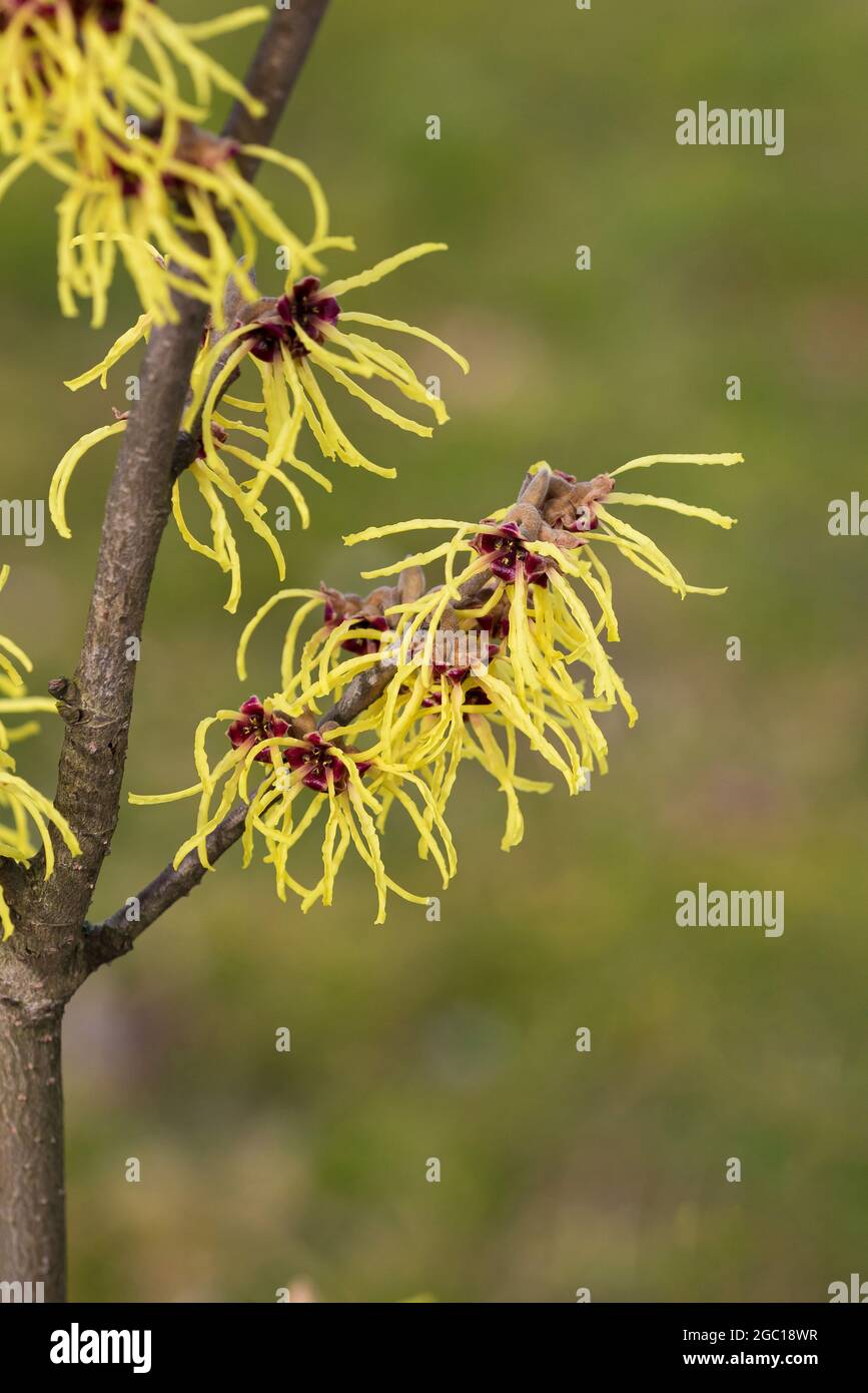 Nocciolo di strega (Hamamelis intermedia 'Avent', Hamamelis x intermedia 'Avent'), fioritura, Avvento cultivar Foto Stock