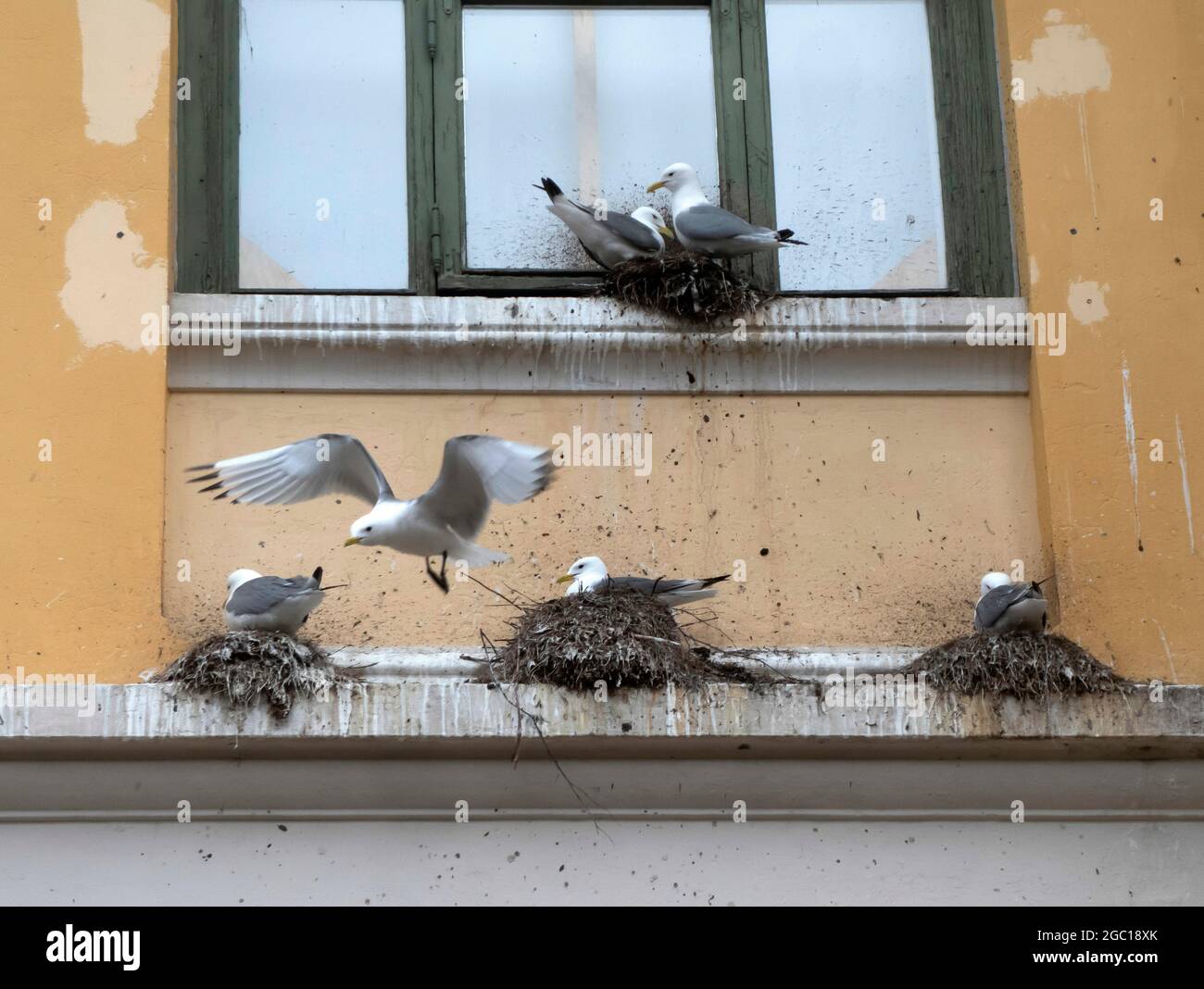 Kittiwake a zampe nere (Rissa tridactyla, Larus tridactyla), nidificazione al museo d'arte di Tromsoe, Norvegia, Troms Foto Stock