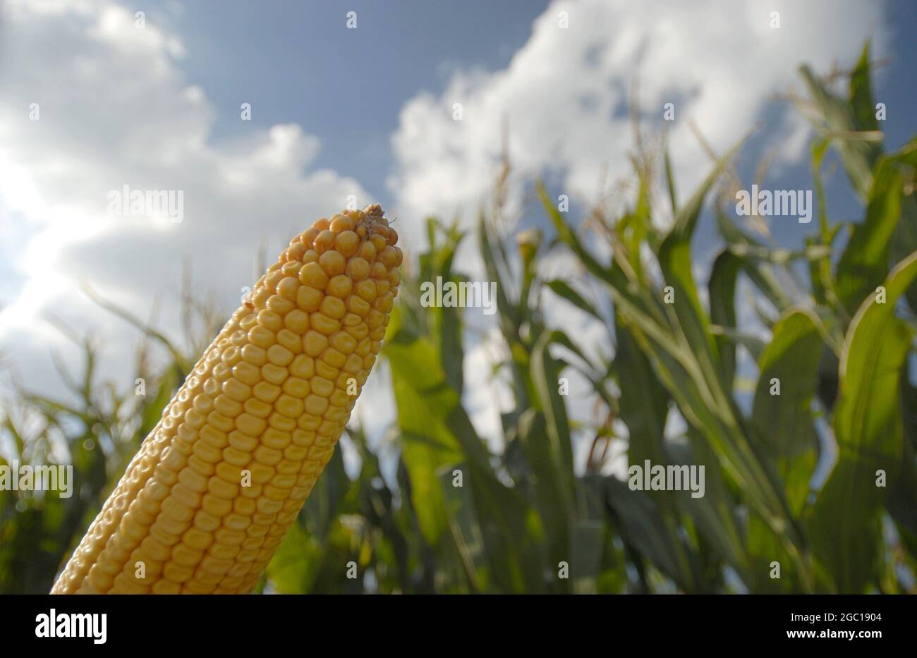 Mais indiano, mais (Zea mays), mais-campo in vista verme-occhio, mais-pannocchia in primo piano, Germania Foto Stock