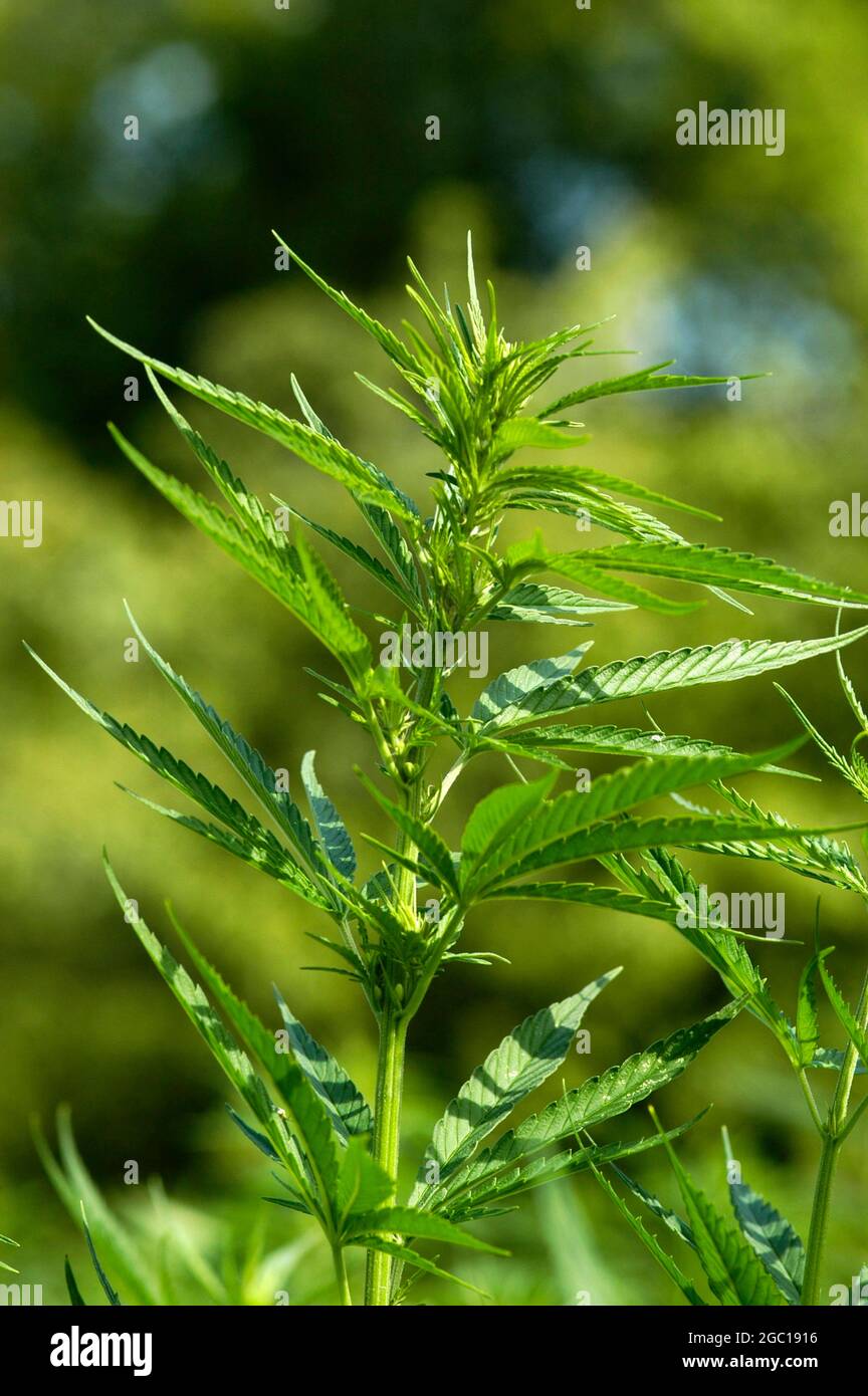 Canapa indiana, marijuana, mary jane (Cannabis sativa), pianta singola, Germania Foto Stock