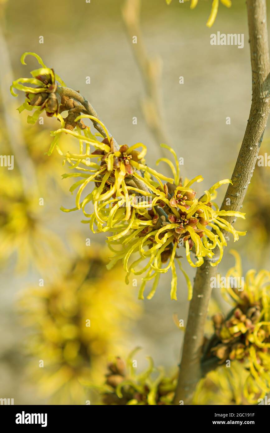 Hazel (Hamamelis intermedia 'Westerstede', Hamamelis intermedia Westerstede, Hamamelis x intermedia), ramo della fioritura, cultivar Sunburst Foto Stock