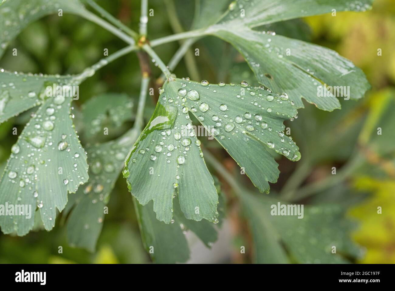 Albero di maidenhair, albero di Ginkgo, albero di Gingko, albero di Ginko (Ginkgo biloba), foglie con le gocce di pioggia Foto Stock