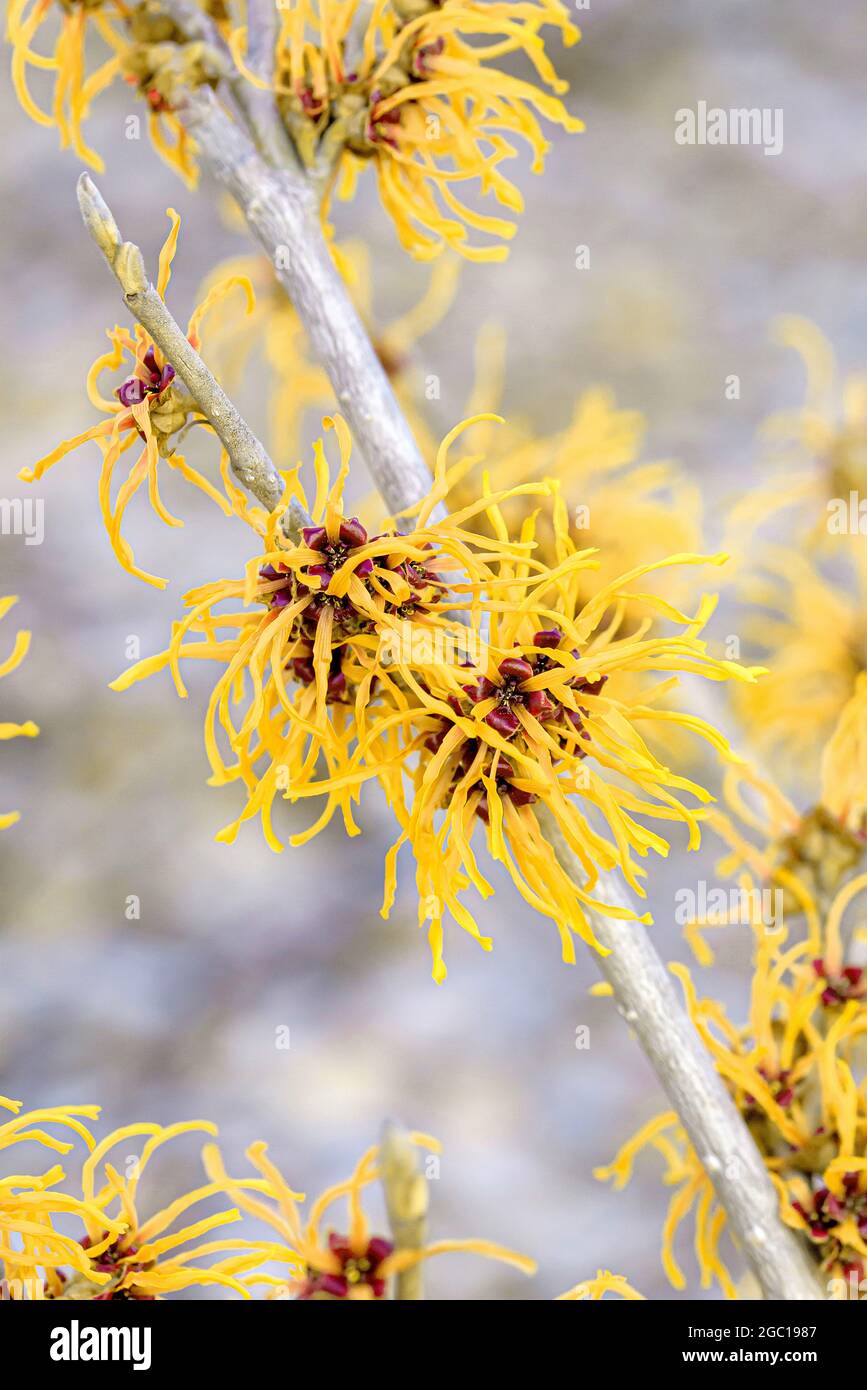 Hazel di strega (Hamamelis intermedia 'Jelena', Hamamelis intermedia Jelena, Hamamelis x intermedia), ramo di fioritura, cultivar Jelena Foto Stock